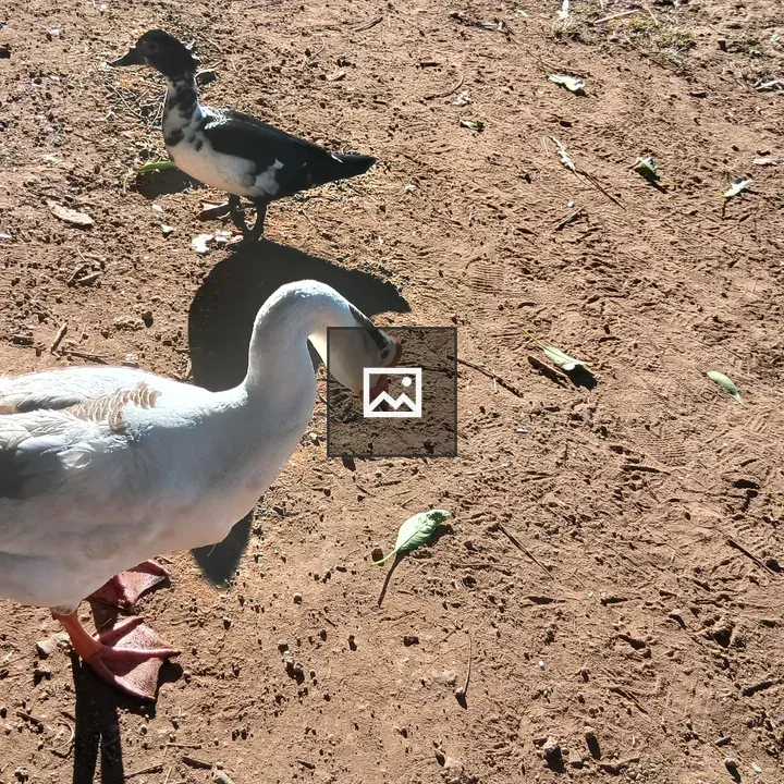 Two ducks on dusty ground
