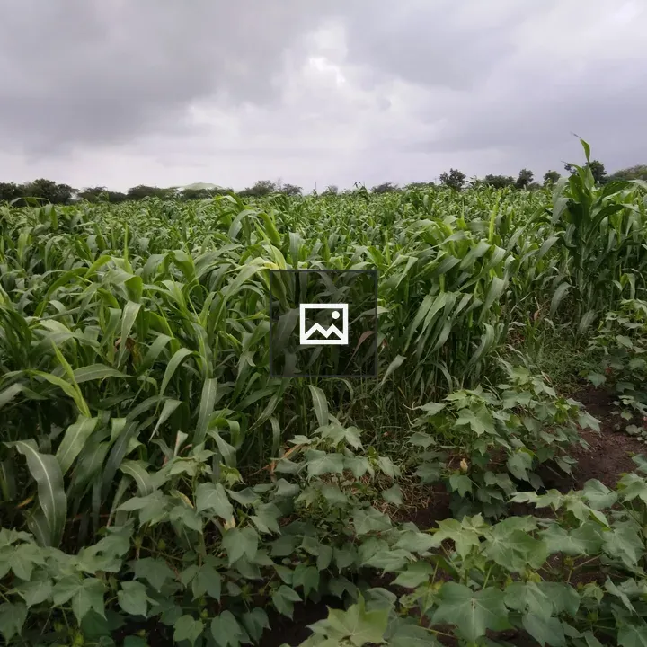 Cotton Field with Sugarcane Plants
