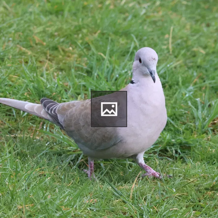 Collared Dove on Grass