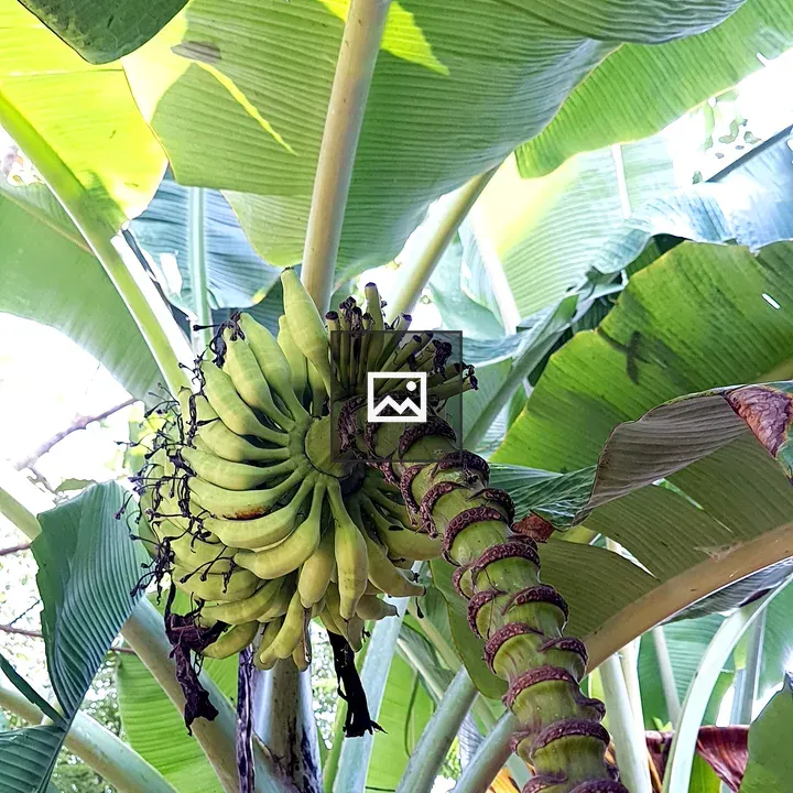 Banana plant with fruits