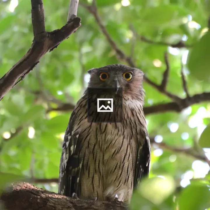 Owl with Orange Eyes on Branch