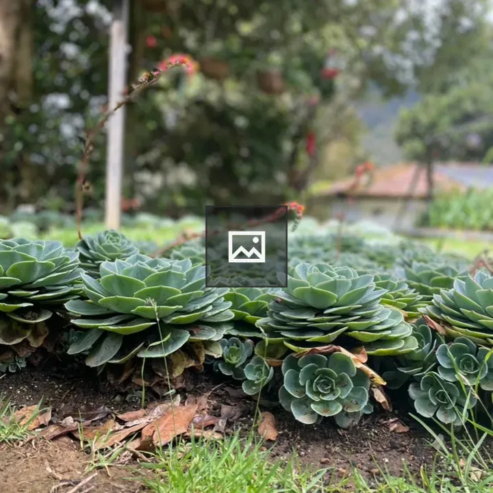 Succulents in Costa Rica