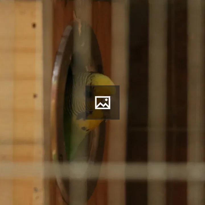 Parrot peering from wooden box opening