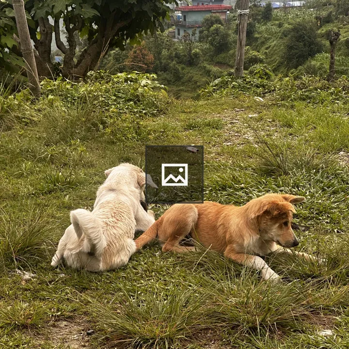 Two dogs resting on hillside