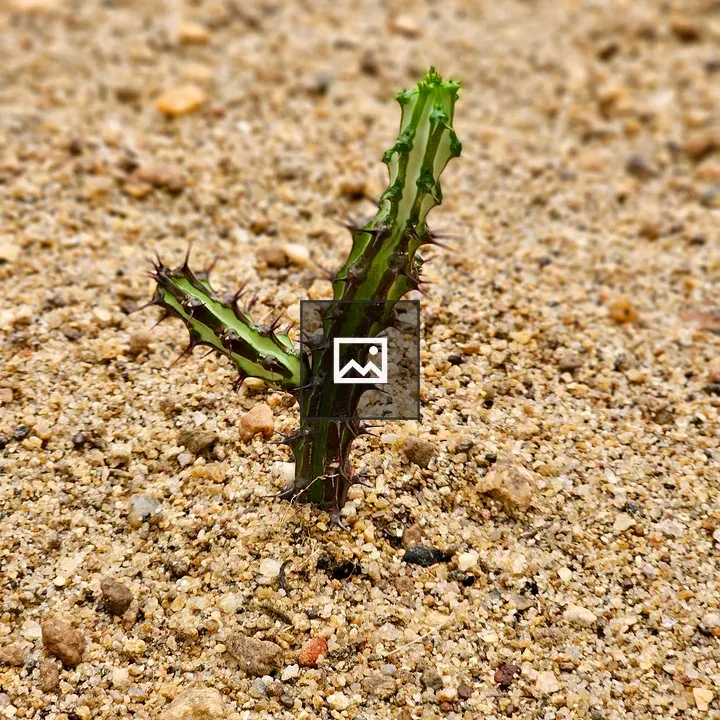 Cactus Sprouting Alone