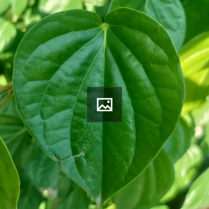 Betel leaf