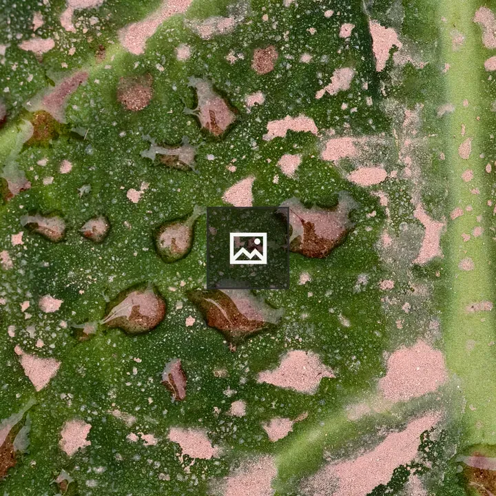 Macro green leaf with water droplets