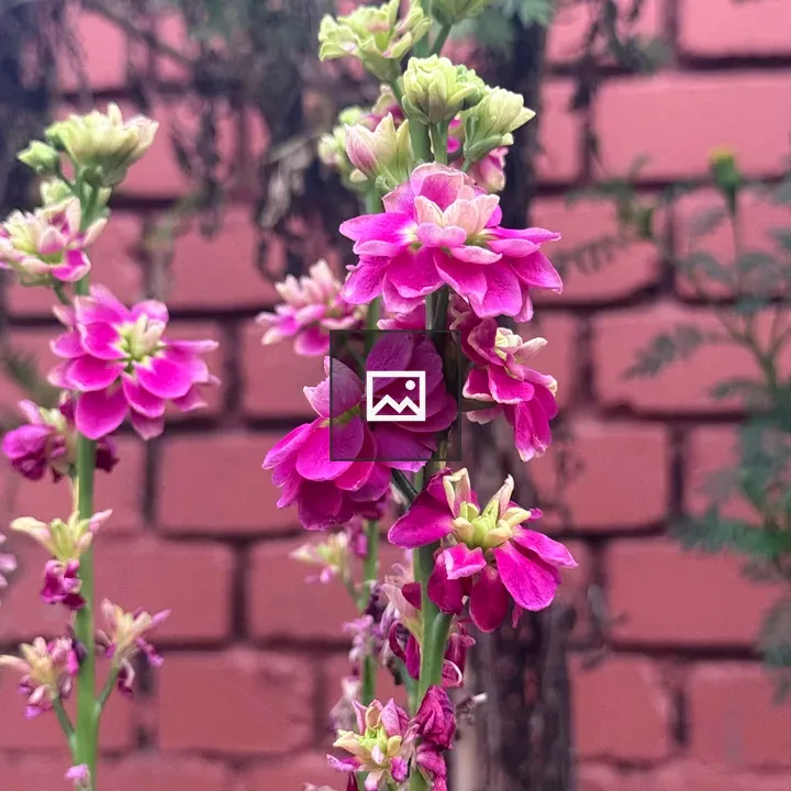 Pink flowers on green stems