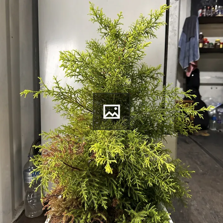 Tiny Tree in White Pot