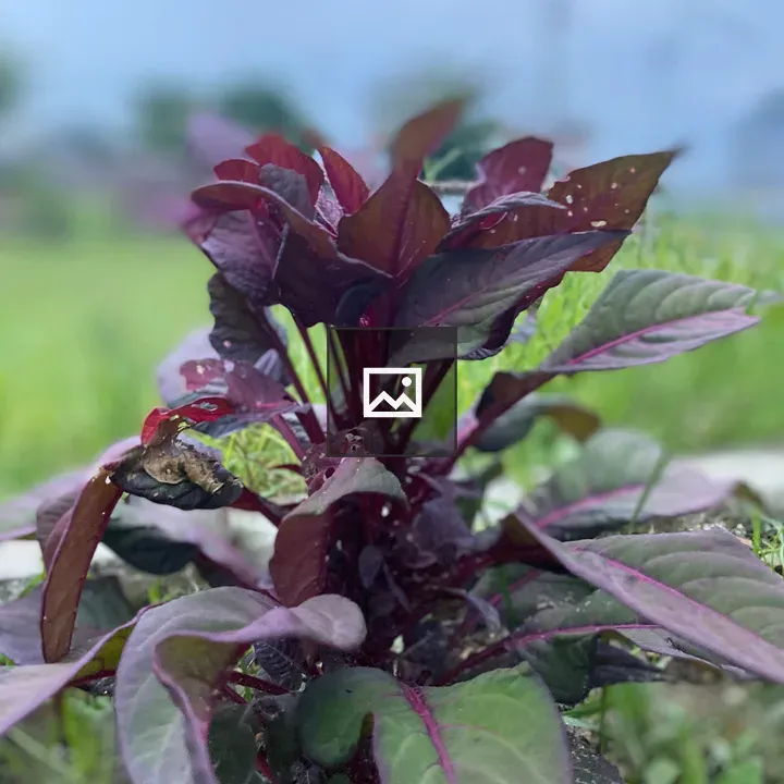 Lathe Flower plant with purple leaves