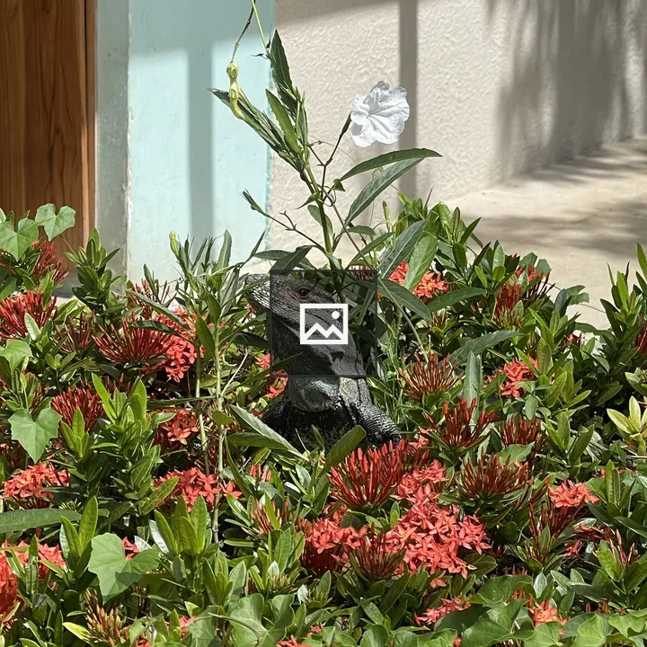 Close-up of red flowers with iguana