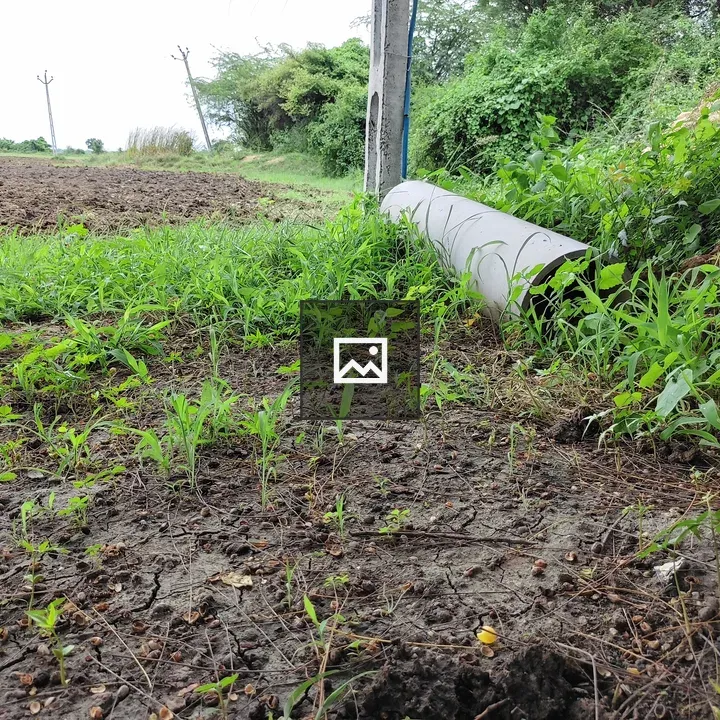 Small plants in a field