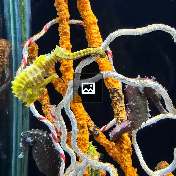 Seahorse Clinging to Ropes