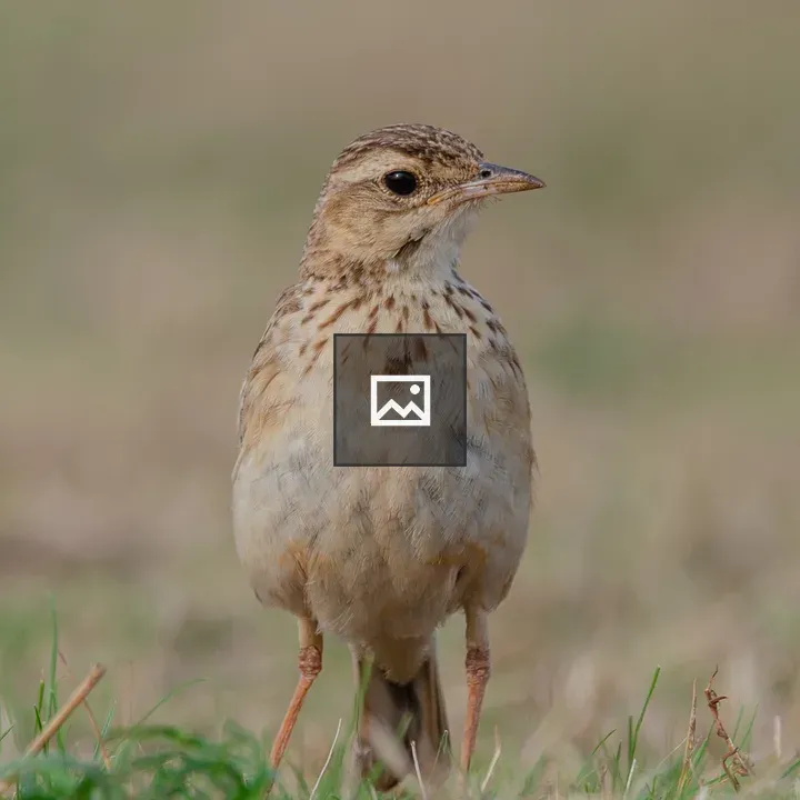 Paddyfield Pipit Close-up