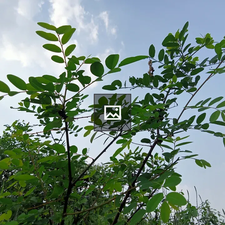 Bushes and leaves under sky