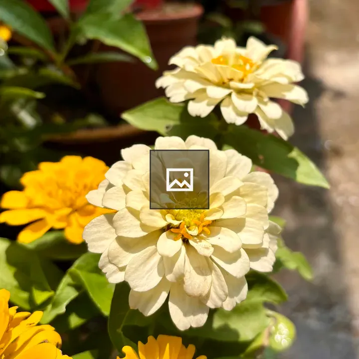 Yellow and cream zinnias