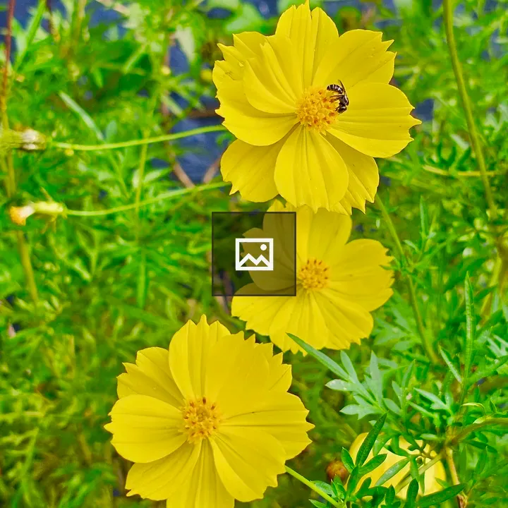 Yellow Garden Cosmos with Bee