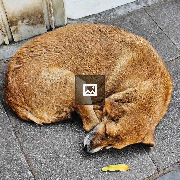 Dog sleeping in the street