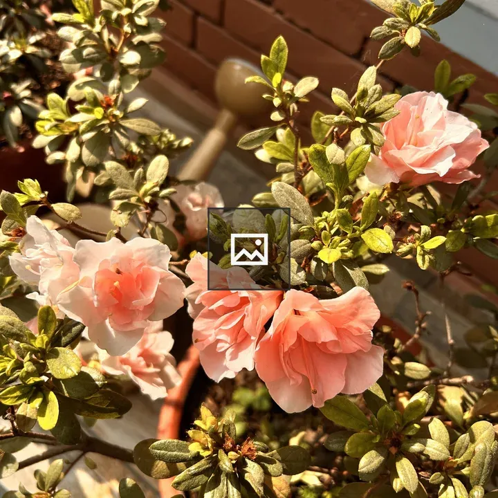 Pink azalea in terracotta pot