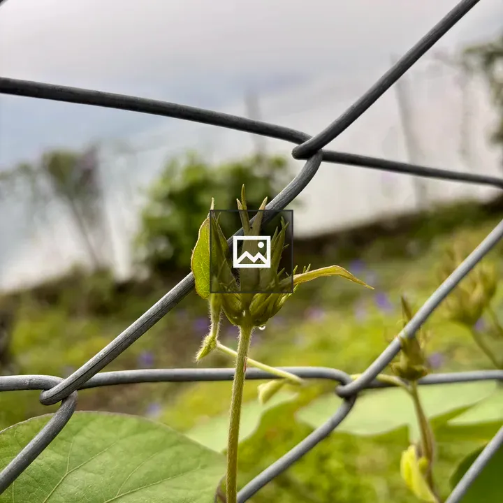 Young plant through fence