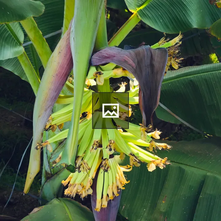 Fresh green Nendran bananas