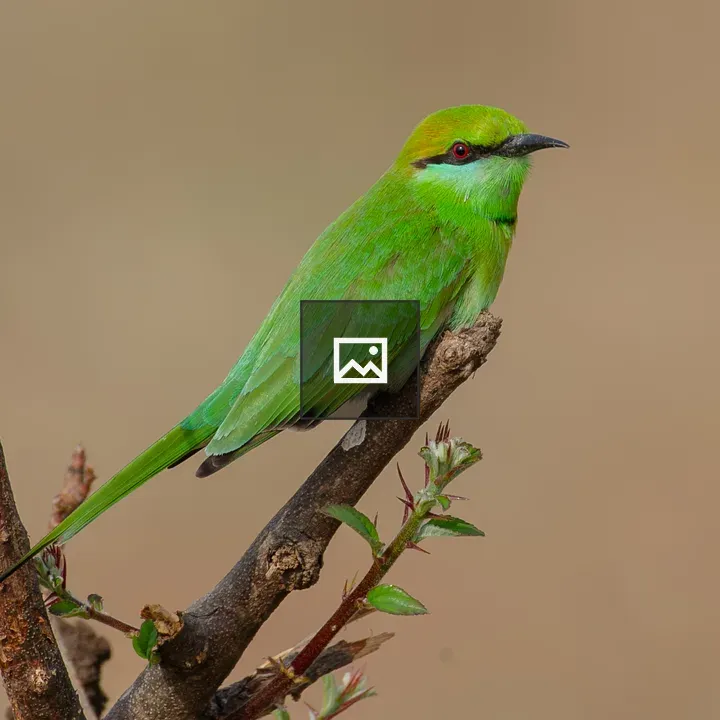 Green Bee-eater on a Branch