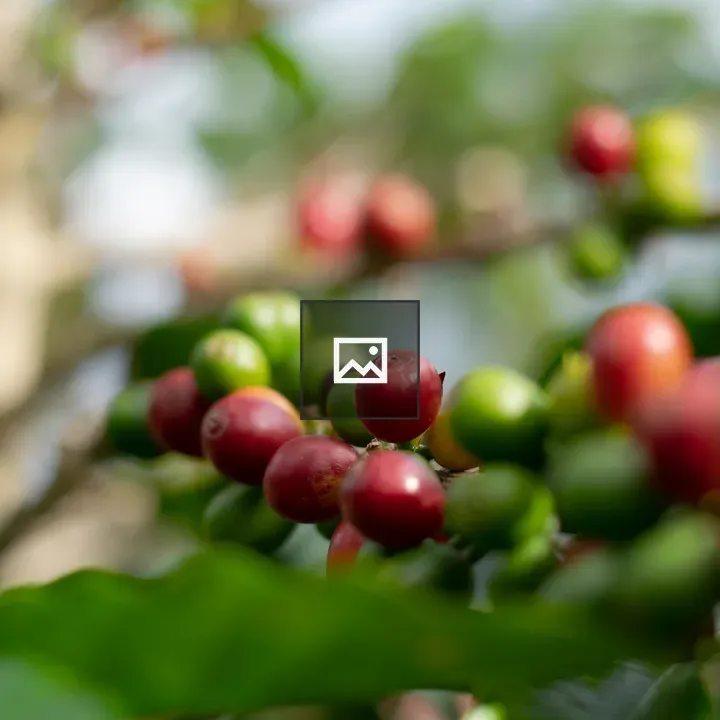 Coffee cherries on a branch