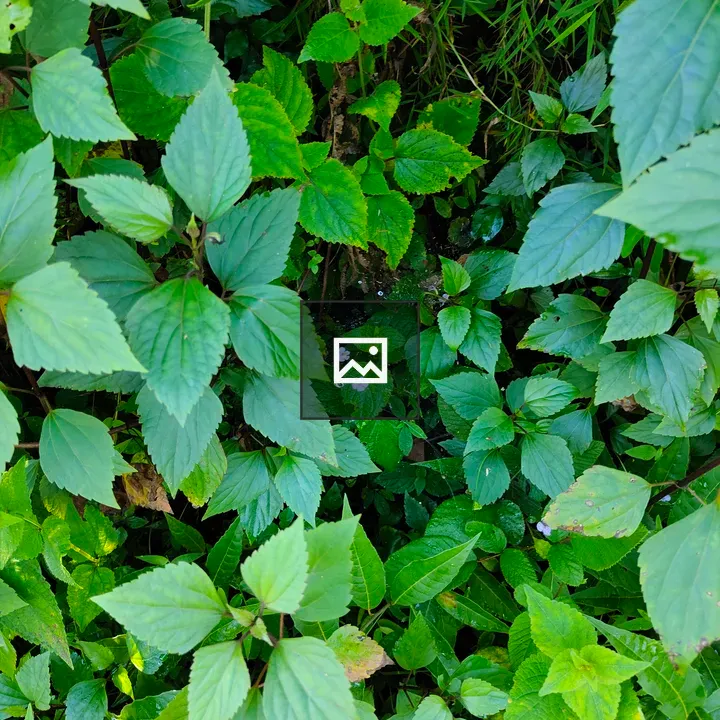 Dense green leaves with small white flowers