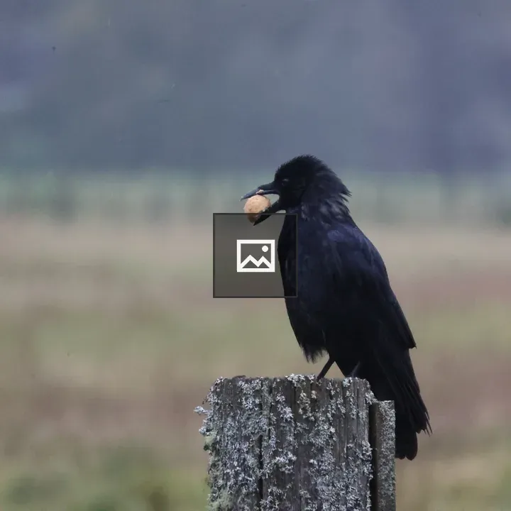 Crow on a lichen-covered fence post