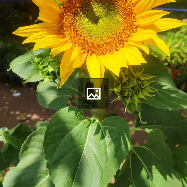 Sun flower