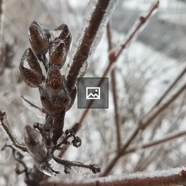 Ice on a Branch