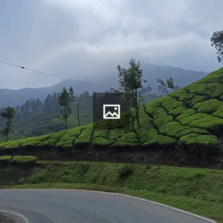 Tea Estate and Road