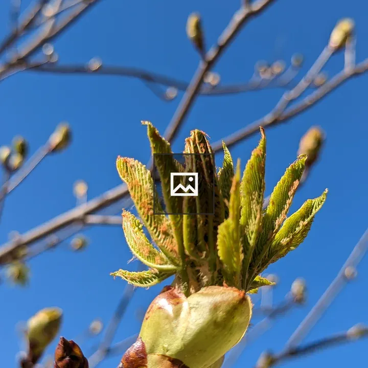 Little green leaves emerging