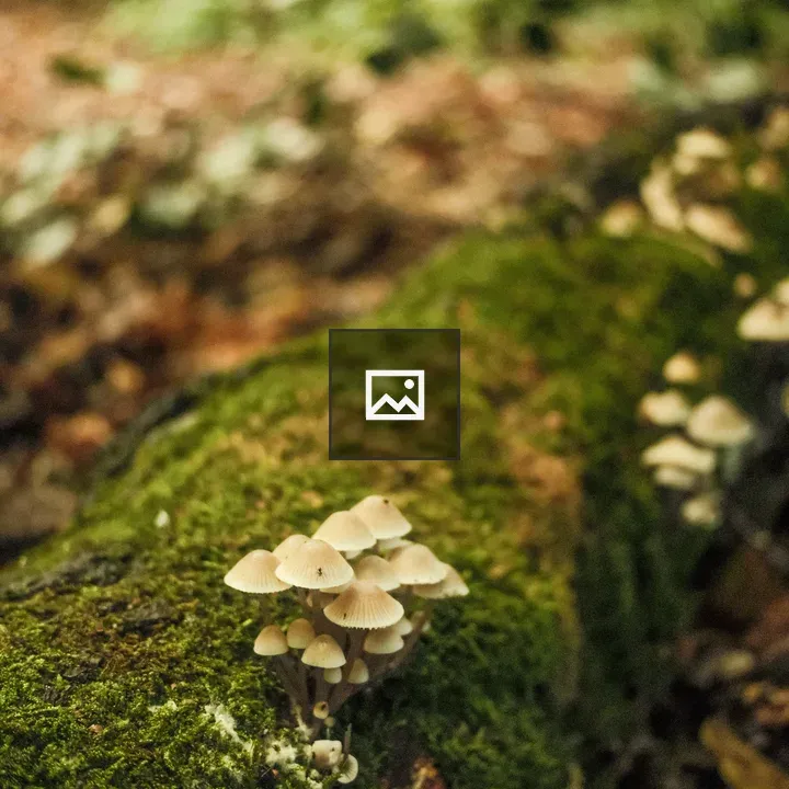 Mushrooms on Mossy Log