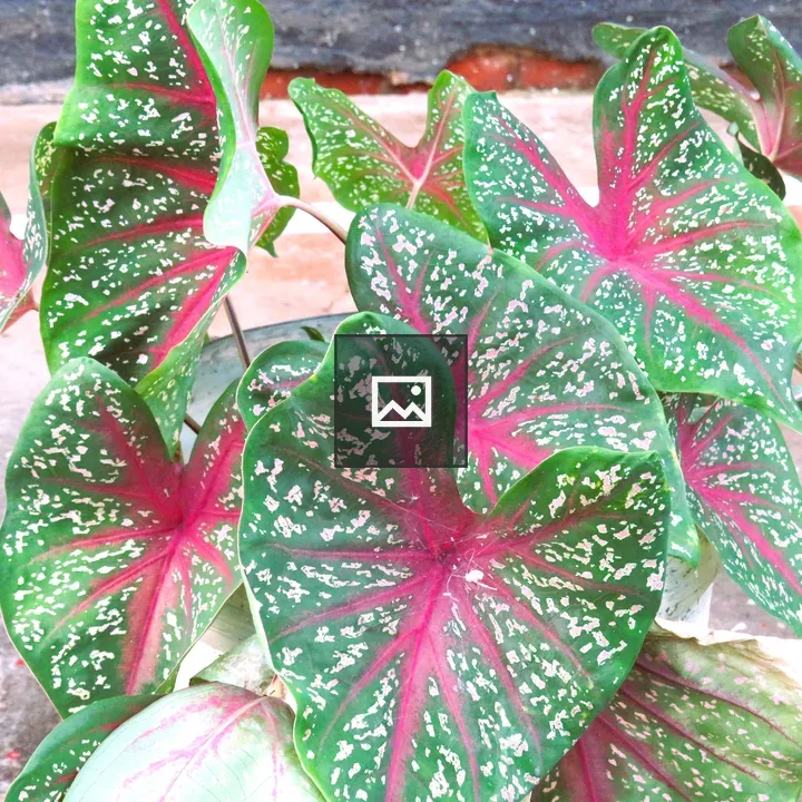 Caladium Leaves Closeup