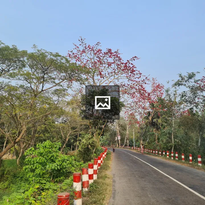 Roadside scene with trees and sky