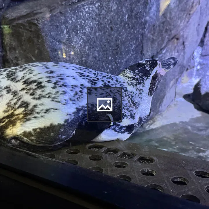 Spotted penguin on ledge