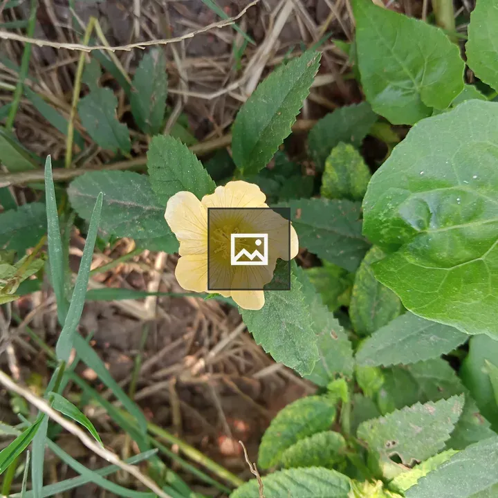 A small yellow flower