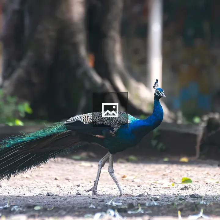 Indian peafowl walks on ground