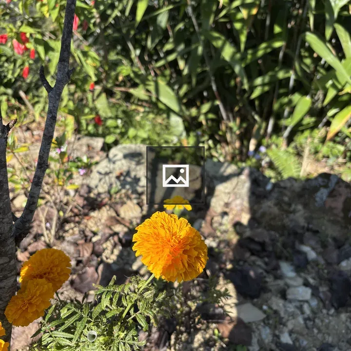 Close-up Marigold Flowers