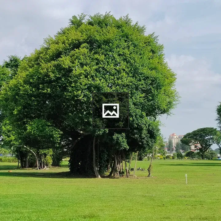Serene green field landscape