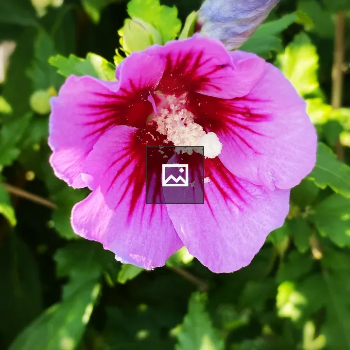 Pink flower on green background