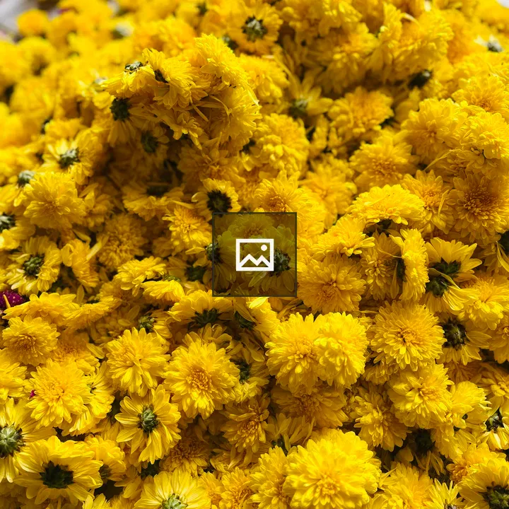 Yellow Jamanthi Flowers