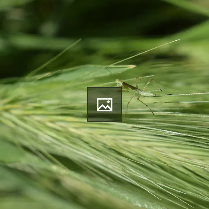 Green mantis resting on grass