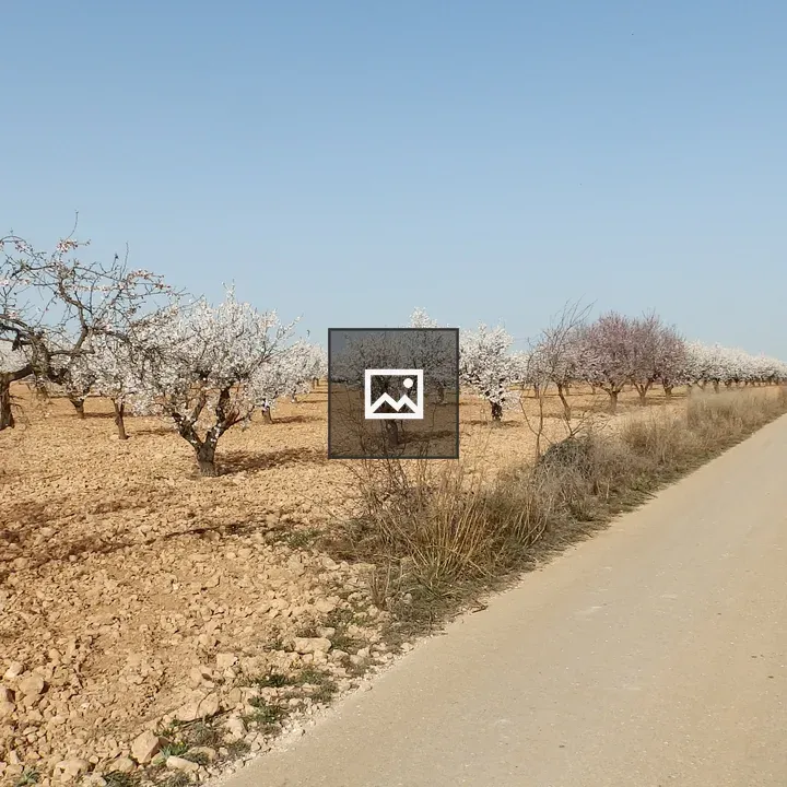 Road to almond field
