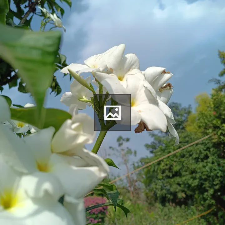 White flowers against blue sky