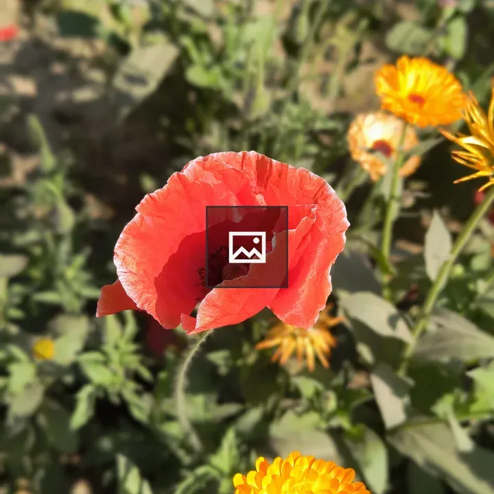 Close-up Red Poppy with Calendula