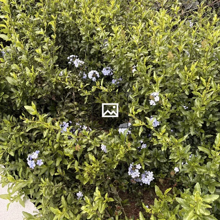 Dense green foliage with blue flowers