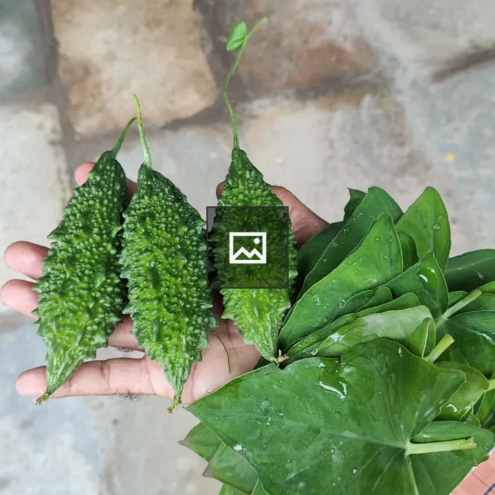 Green leaves and bitter gourd in hand