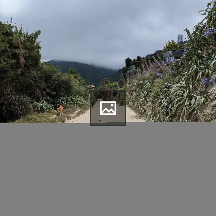Dogs on a sandy path in Galipan